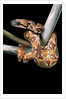 Sanzinia madagascariensis (Madagascar tree boa) by Anonymous