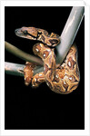 Sanzinia madagascariensis (Madagascar tree boa) by Anonymous
