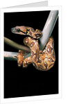 Sanzinia madagascariensis (Madagascar tree boa) by Anonymous