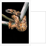 Sanzinia madagascariensis (Madagascar tree boa) by Anonymous