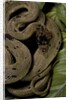 Spalerophis diadema attriceps (diadem snake) by Anonymous