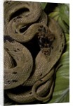 Spalerophis diadema attriceps (diadem snake) by Anonymous