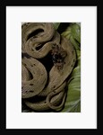 Spalerophis diadema attriceps (diadem snake) by Anonymous