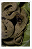 Spalerophis diadema attriceps (diadem snake) by Anonymous