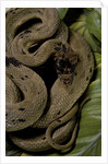 Spalerophis diadema attriceps (diadem snake) by Anonymous