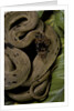 Spalerophis diadema attriceps (diadem snake) by Anonymous