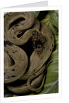Spalerophis diadema attriceps (diadem snake) by Anonymous