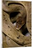 Spalerophis diadema attriceps (diadem snake) by Anonymous