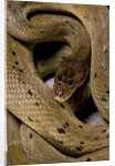 Spalerophis diadema attriceps (diadem snake) by Anonymous