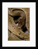 Spalerophis diadema attriceps (diadem snake) by Anonymous