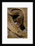 Spalerophis diadema attriceps (diadem snake) by Anonymous