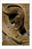 Spalerophis diadema attriceps (diadem snake) by Anonymous