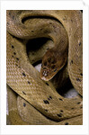 Spalerophis diadema attriceps (diadem snake) by Anonymous