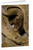 Spalerophis diadema attriceps (diadem snake) by Anonymous