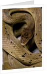 Spalerophis diadema attriceps (diadem snake) by Anonymous
