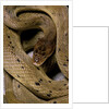 Spalerophis diadema attriceps (diadem snake) by Anonymous