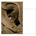 Spalerophis diadema attriceps (diadem snake) by Anonymous