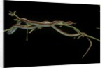 Thamnophis sirtalis (common garter snake) by Anonymous
