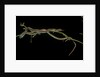 Thamnophis sirtalis (common garter snake) by Anonymous