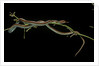 Thamnophis sirtalis (common garter snake) by Anonymous