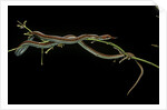 Thamnophis sirtalis (common garter snake) by Anonymous