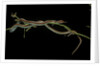 Thamnophis sirtalis (common garter snake) by Anonymous