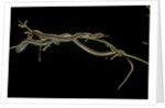 Thamnophis sirtalis (common garter snake) by Anonymous