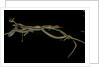 Thamnophis sirtalis (common garter snake) by Anonymous