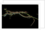 Thamnophis sirtalis (common garter snake) by Anonymous