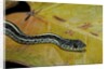 Thamnophis sirtalis similis (common garter snake) by Anonymous