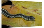 Thamnophis sirtalis similis (common garter snake) by Anonymous