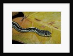 Thamnophis sirtalis similis (common garter snake) by Anonymous