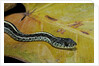 Thamnophis sirtalis similis (common garter snake) by Anonymous
