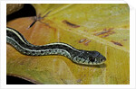 Thamnophis sirtalis similis (common garter snake) by Anonymous