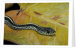 Thamnophis sirtalis similis (common garter snake) by Anonymous