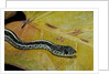 Thamnophis sirtalis similis (common garter snake) by Anonymous
