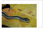 Thamnophis sirtalis similis (common garter snake) by Anonymous
