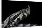 Vipera ammodytes (nose-horned viper) by Anonymous