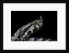 Vipera ammodytes (nose-horned viper) by Anonymous