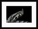 Vipera ammodytes (nose-horned viper) by Anonymous