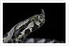 Vipera ammodytes (nose-horned viper) by Anonymous