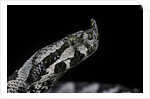Vipera ammodytes (nose-horned viper) by Anonymous