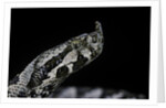 Vipera ammodytes (nose-horned viper) by Anonymous