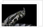 Vipera ammodytes (nose-horned viper) by Anonymous