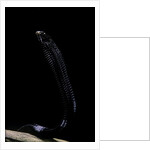 Thrasops jacksonii (black tree snake) by Anonymous