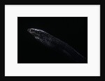 Thrasops jacksonii (black tree snake) by Anonymous