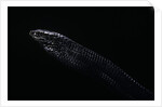 Thrasops jacksonii (black tree snake) by Anonymous