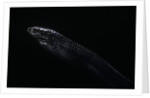 Thrasops jacksonii (black tree snake) by Anonymous