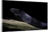 Thrasops jacksonii (black tree snake) by Anonymous