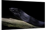 Thrasops jacksonii (black tree snake) by Anonymous